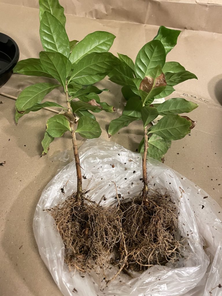 コーヒーの木植え替え