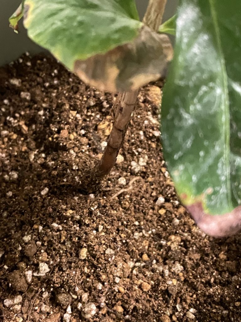 コーヒーの木-土