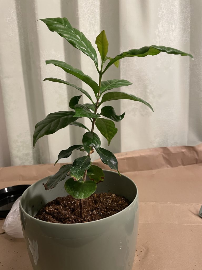 コーヒーの木-緑植木鉢