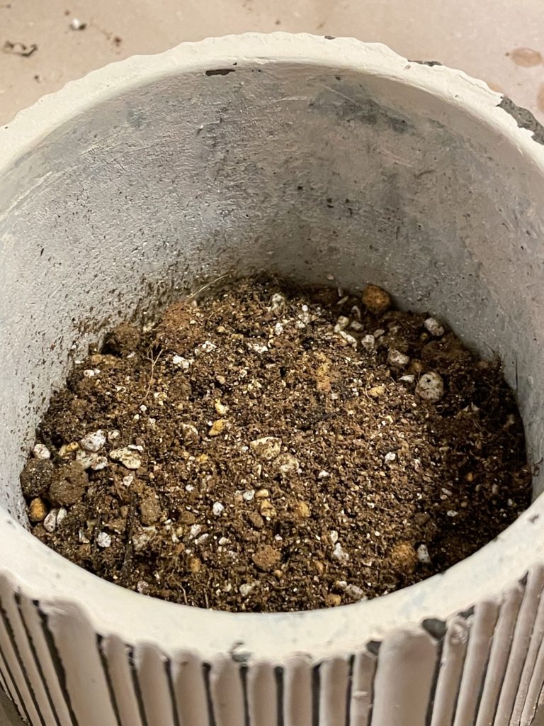 白植木鉢（土入り）