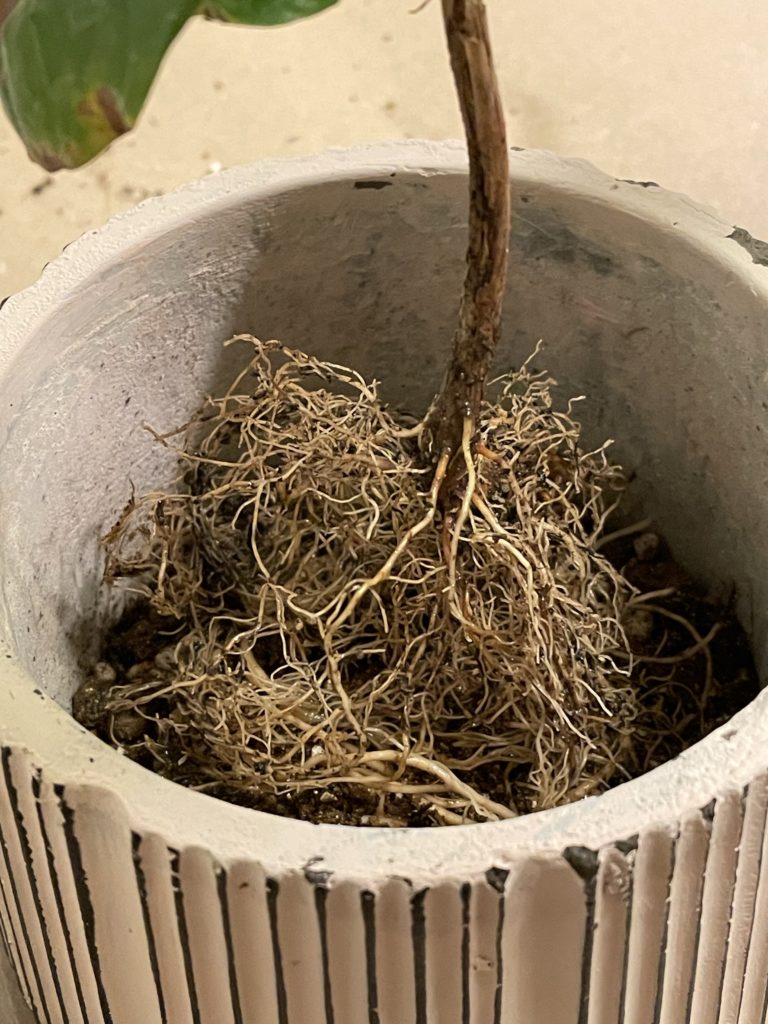 白植木鉢-コーヒーの木