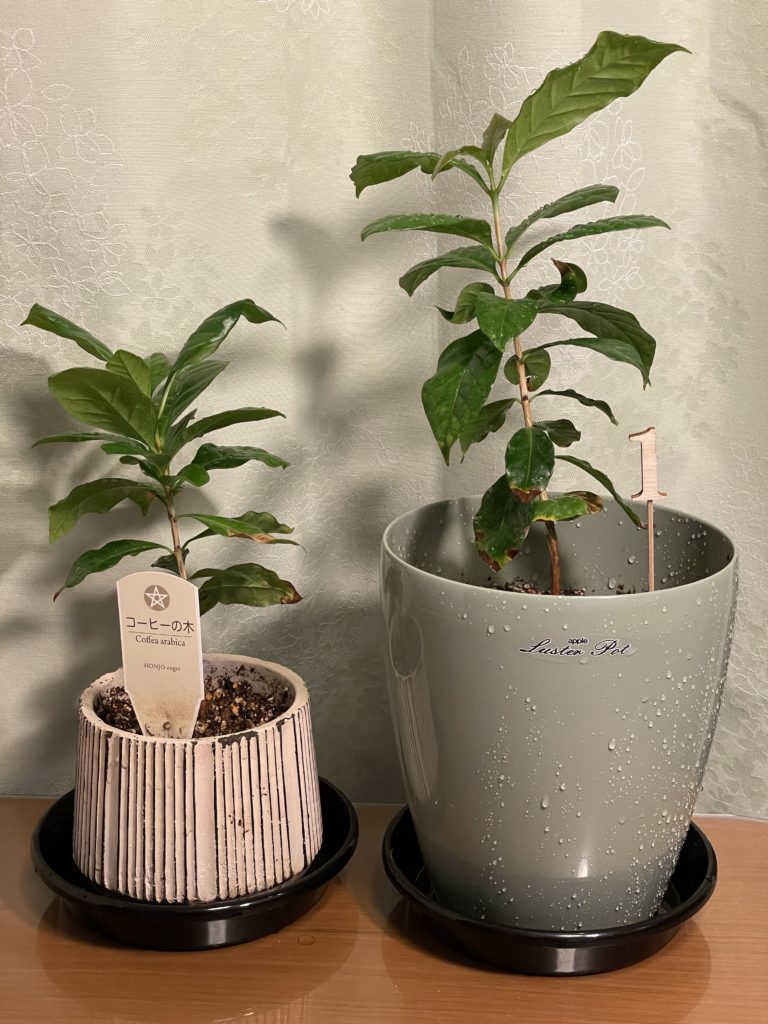 コーヒーの木-分割