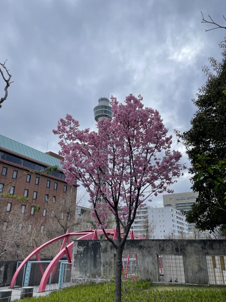 桜