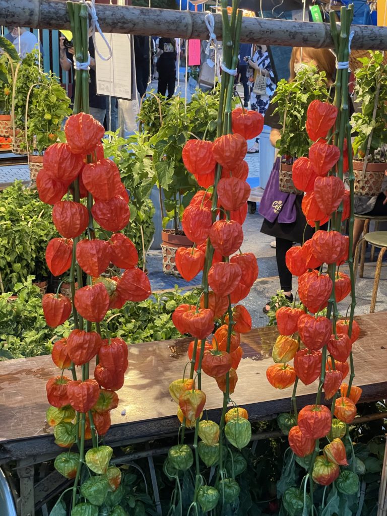 ほおずき市（浅草寺）