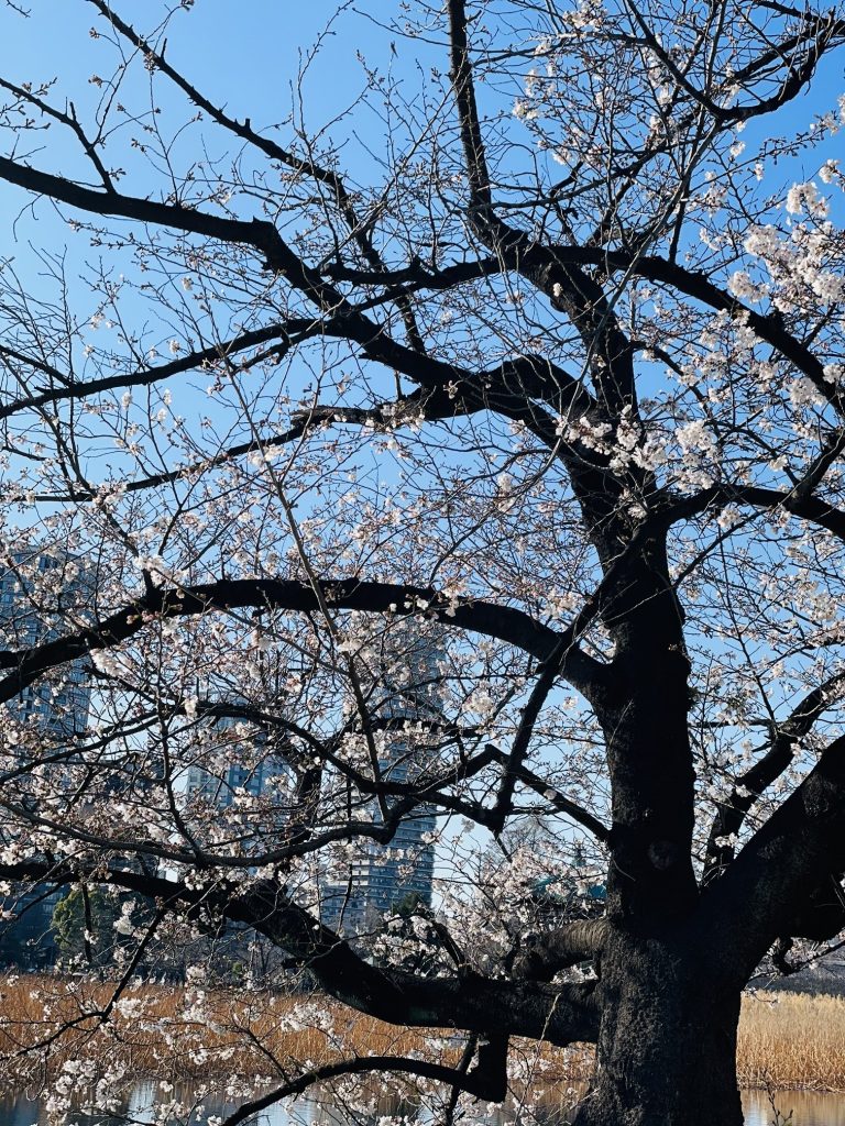上野公園_桜