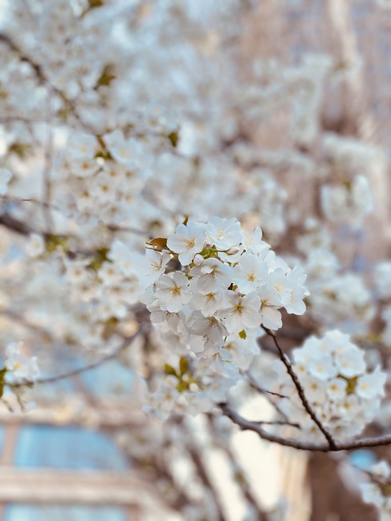上野公園_桜